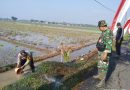 Dukung Ketahanan Pangan, Polsek dan Koramil Mojolaban Bersama Petani Gropyokan Tikus