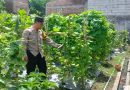 Bhabinkamtibmas Desa Kemasan Dorong Pemanfaatan Pekarangan untuk Ketahanan Pangan