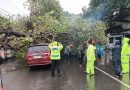 Pohon Tumbang Timpa Mobil, Polsek Kartasura Langsung Lakukan Penanganan Cepat Pohon Tumbang Timpa Mobil, Polsek Kartasura Langsung Lakukan Penanganan Cepat